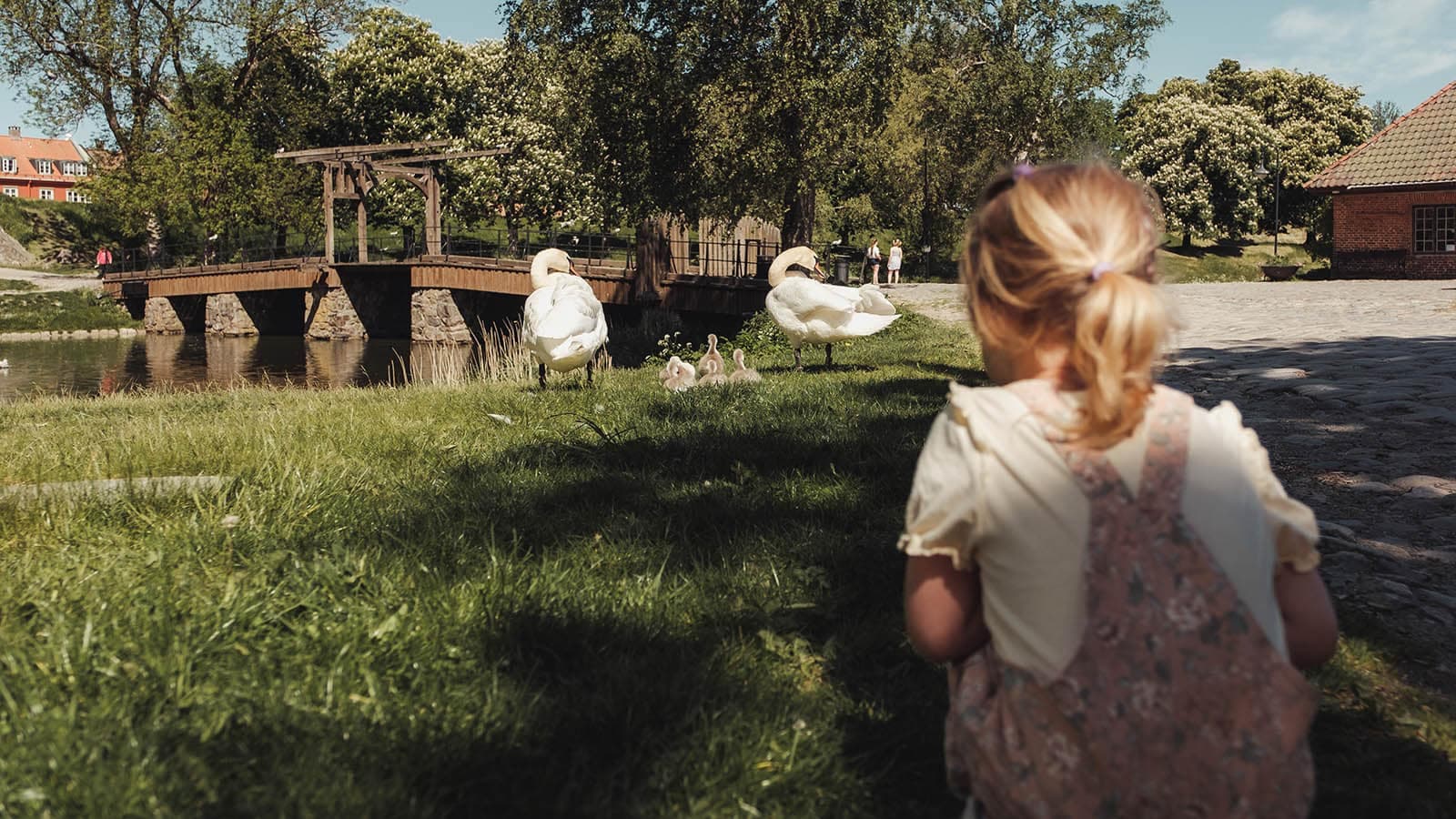 Lite barn ser på svaner med unger ved vollgraven i Gamlebyen.